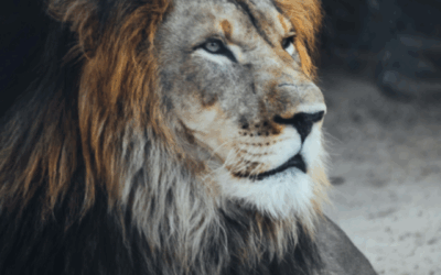 Are your ideas about masculinity outdated? (Happy Father’s Day)