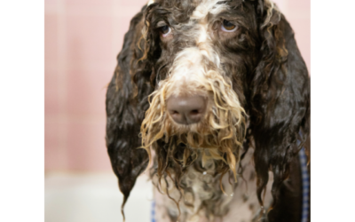 Is my food causing my mood?