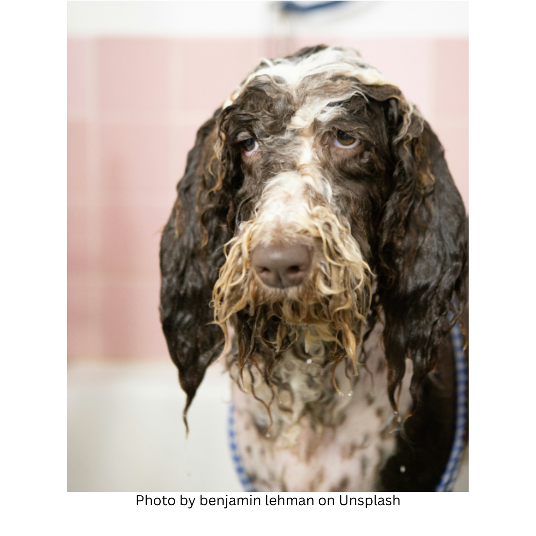 Image shows a wet, tired and bedraggled looking brown and white spaniel. Photo by Autumn Mott Rodeheaver
