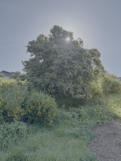 This picture shows an California hillside on a sunny day. There is a large buckeye tree and wildflowers in bloom. For some people, this idyllic scene is a recipe for allergies and difficult to manage symptoms.