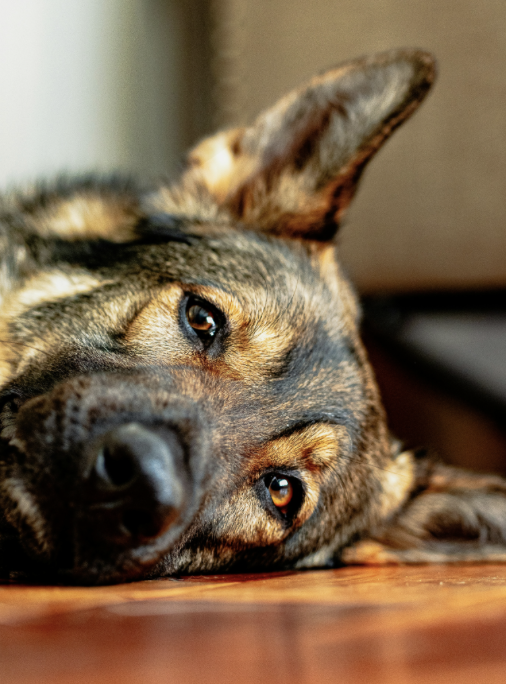 This german shepherd represents a lack of fire energy. The dog is laying on a bare wood floor, looking at the camera with tired eyes.