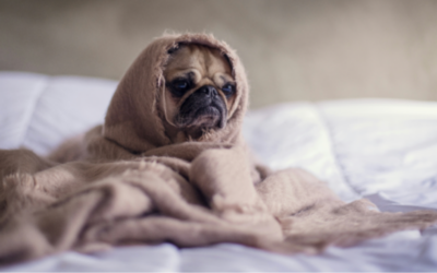 If SAD hits you every year, let’s plan early